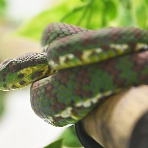 Trimeresurus flavomaculatus