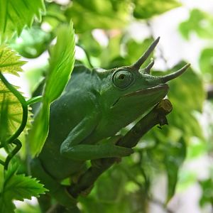 Trioceros demerensis