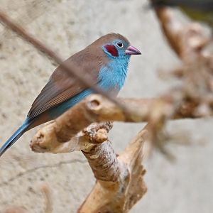 Red-cheeked cordon-bleu Uraeginthus bengalus