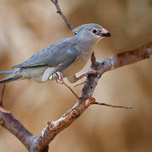Blue-naped mousebird Urocolius macrourus
