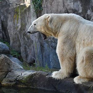 Polar bear (Ursus maritimus)