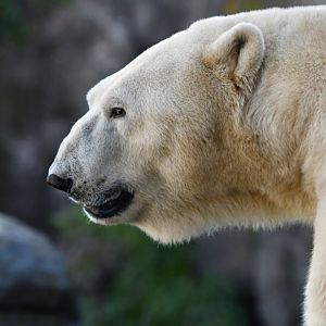 Polar bear (Ursus maritimus)