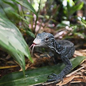 Blue-spotted tree monitor Varanus macraei