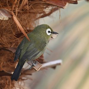 Kilimanjaro white-eye Zosterops poliogastrus eurycricotus