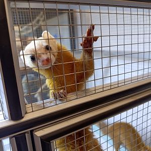 IIPE 2025 - Malayan Weasel (Mustela nudipes)