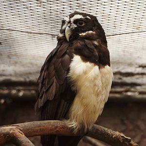 Spectacled Owl