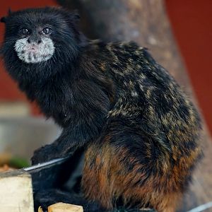 Andean saddle-back tamarin