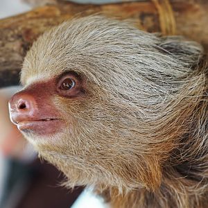 Hoffman two-toed sloth