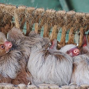 Hoffman two-toed sloth