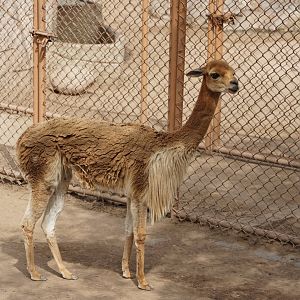 Peruvian Vicuna