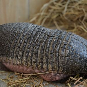 Southern Naked-tailed Armadillo