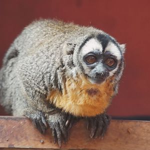 Black-headed Night Monkey