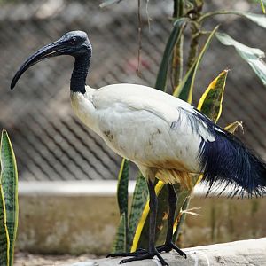 Sacred Ibis