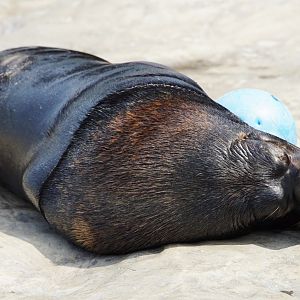 South American Sea Lion