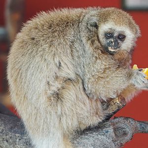 San Martín Titi Monkey