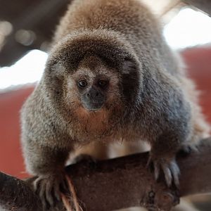 San Martín Titi Monkey