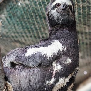 Brown-throated three-toed sloth