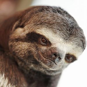 Brown-throated three-toed sloth