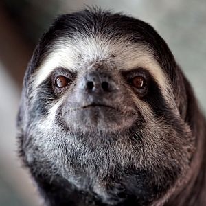 Brown-throated three-toed sloth