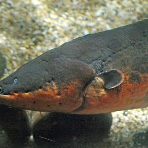Electric eel