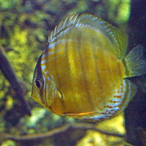 Discus
