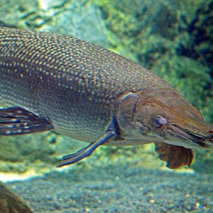 Alligator gar