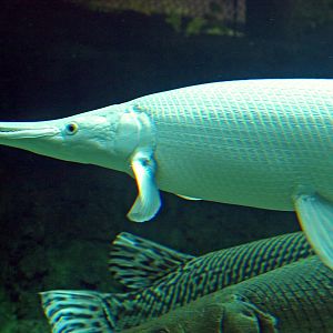 Alligator gar