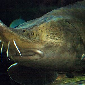 Sturgeon