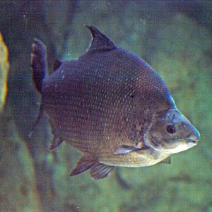 Distichodus sexfasciatus