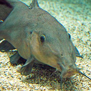 Auchenoglanis occidentalis