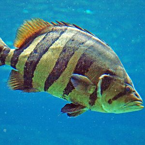 Datnioides microlepis