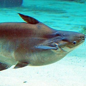 Pangasianodon hypothalmus