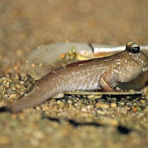 Mudskipper species