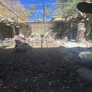Southern ground hornbill enclosure