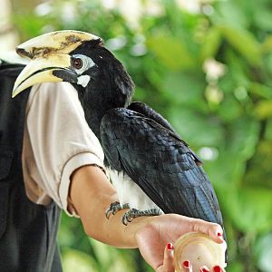 Oriental pied hornbill