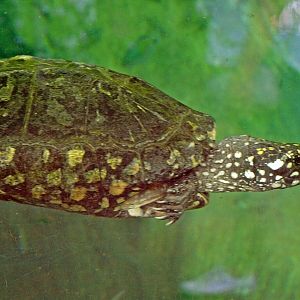 Geoclemys hamiltonii