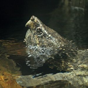 Macrochelys temminckii