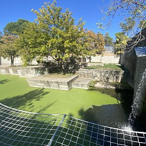 Amur tiger enclosure