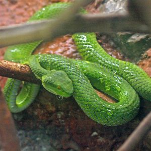 Trimeresurus macrops