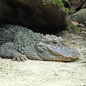 Chinese alligator