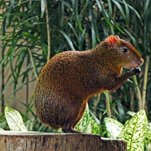 Azara's agouti