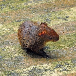 Juvenile Azara's agouti