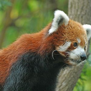 Red panda