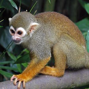 Squirrel monkey