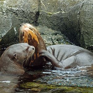 Giant otters
