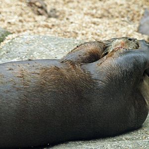 Giant otter