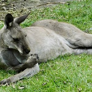 Male Eastern Gray Kangaroo (Macropus giganteus) November 1, 2025