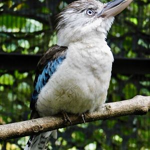 Blue-Winged Kookaburra (Dacelo leachii leachii) November 1, 2025