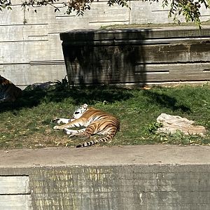 Amur tiger