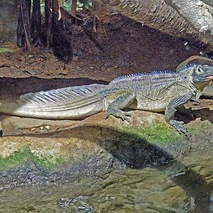 Hydrosaurus pustulatus